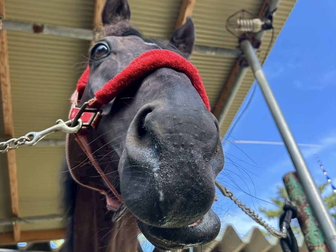 新潟大学の5頭がうまぷれに参加しましたの1枚目画像