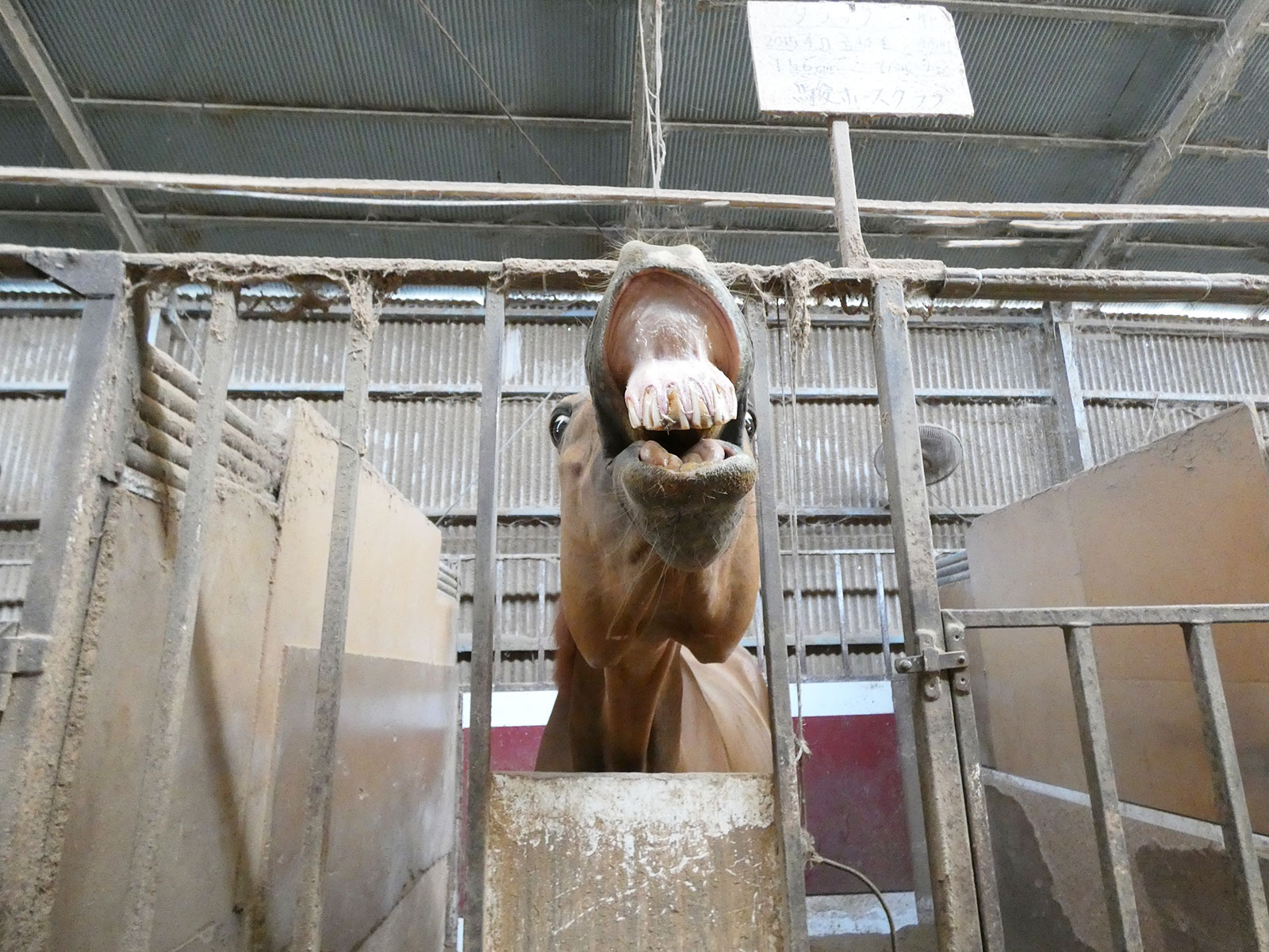 2月『うまのおやつ』を贈っていただいた皆様、ありがとうございました！の4枚目画像