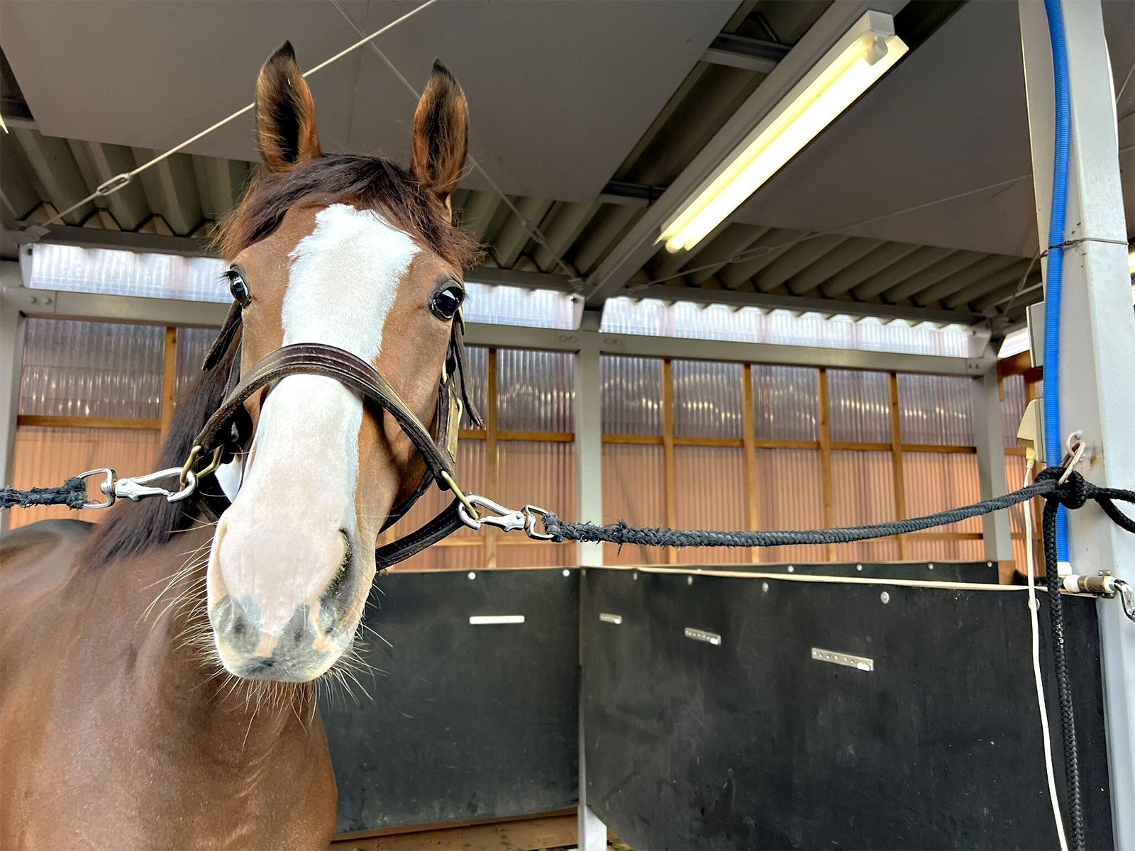 2月『うまのおやつ』を贈っていただいた皆様、ありがとうございました！の5枚目画像