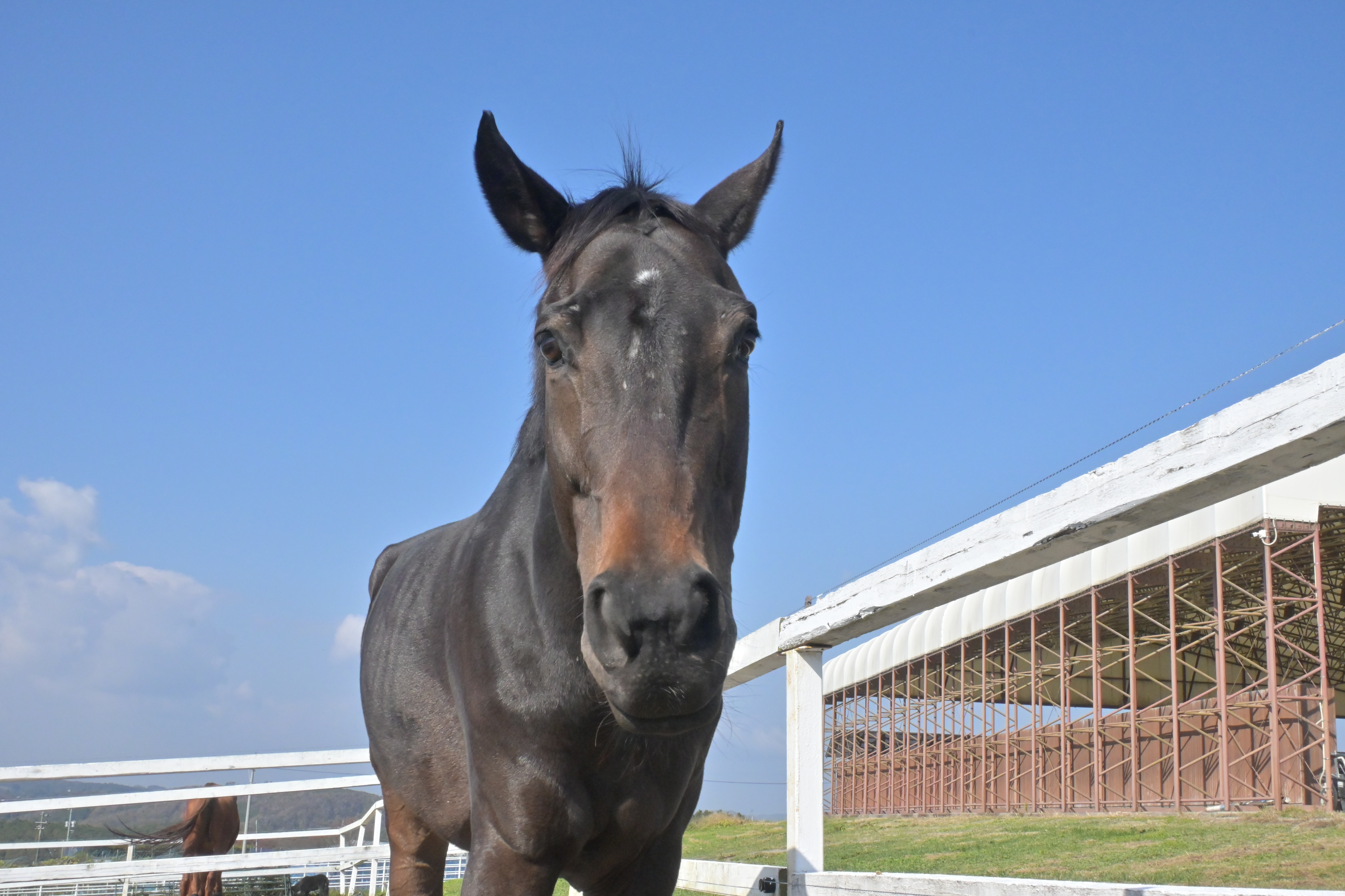 岡山乗馬倶楽部の2頭のお馬さんがうまぷれに参加しましたの2枚目画像