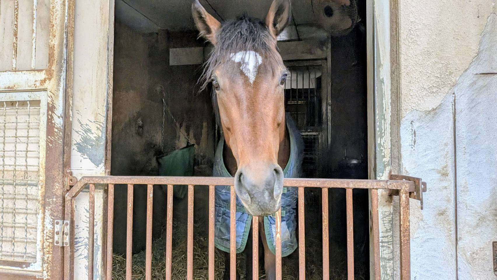 園田競馬 諏訪貴正厩舎 　ダイシチセイがうまぷれに参加しましたの4枚目画像
