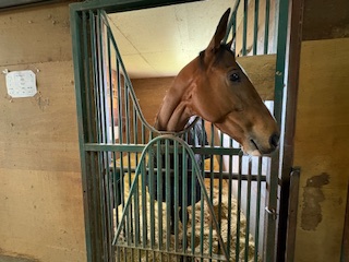 RYOMAステーブル　7頭のお馬さんがうまぷれに参加しましたの3枚目画像