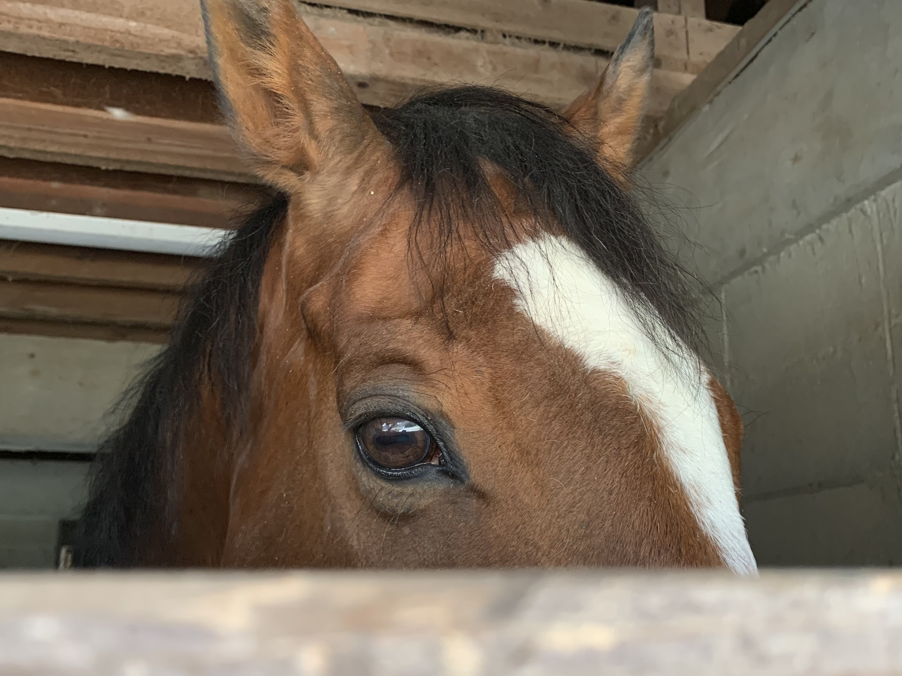山口大学馬術部 ファンタズミックがうまぷれに参加しましたの2枚目画像