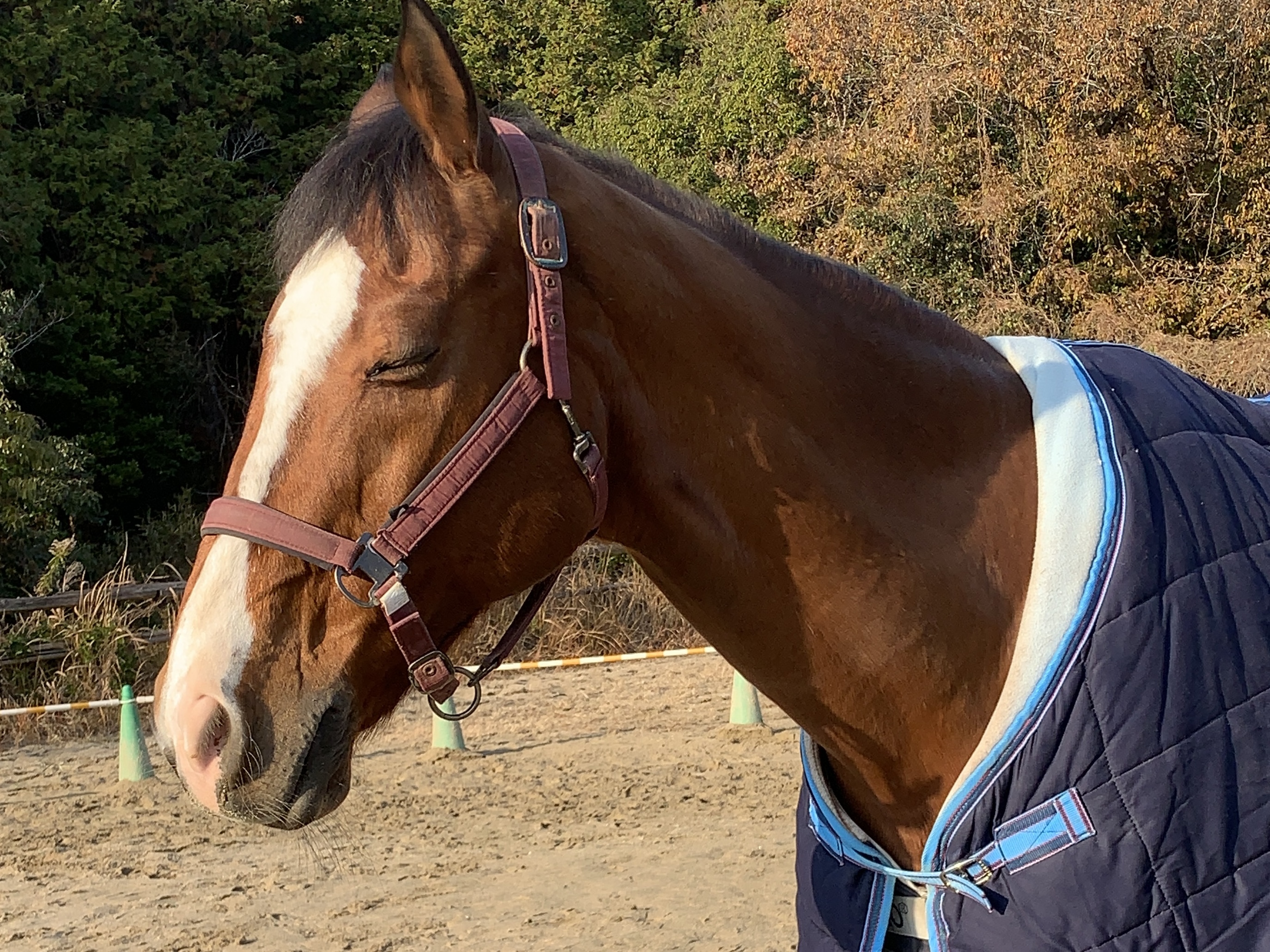 山口大学馬術部 ファンタズミックがうまぷれに参加しましたの3枚目画像