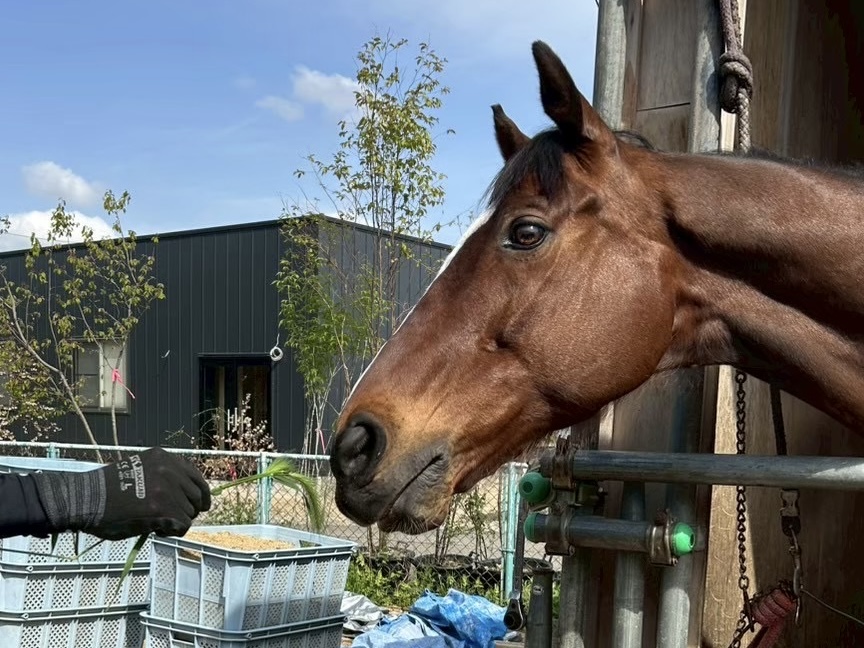 3月『うまのおやつ』を贈っていただいた皆様、ありがとうございました！の4枚目画像