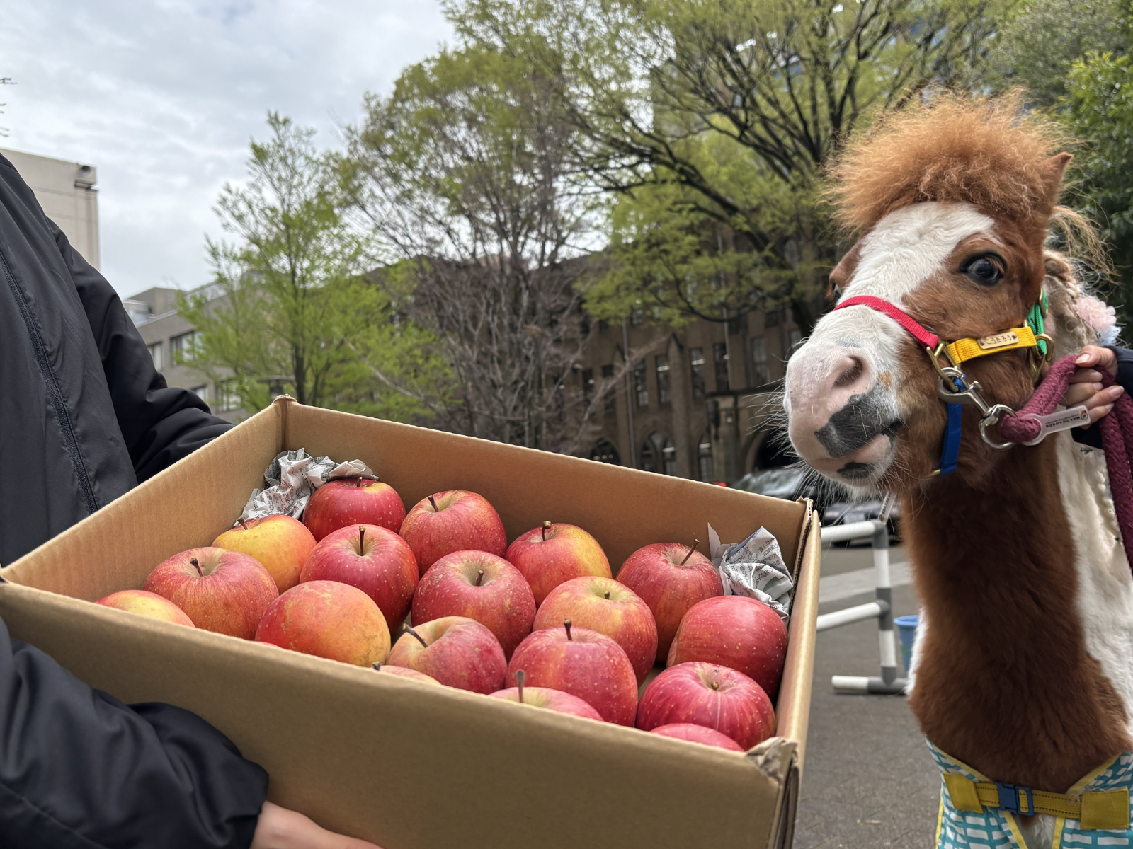 3月『うまのおやつ』を贈っていただいた皆様、ありがとうございました！の1枚目画像