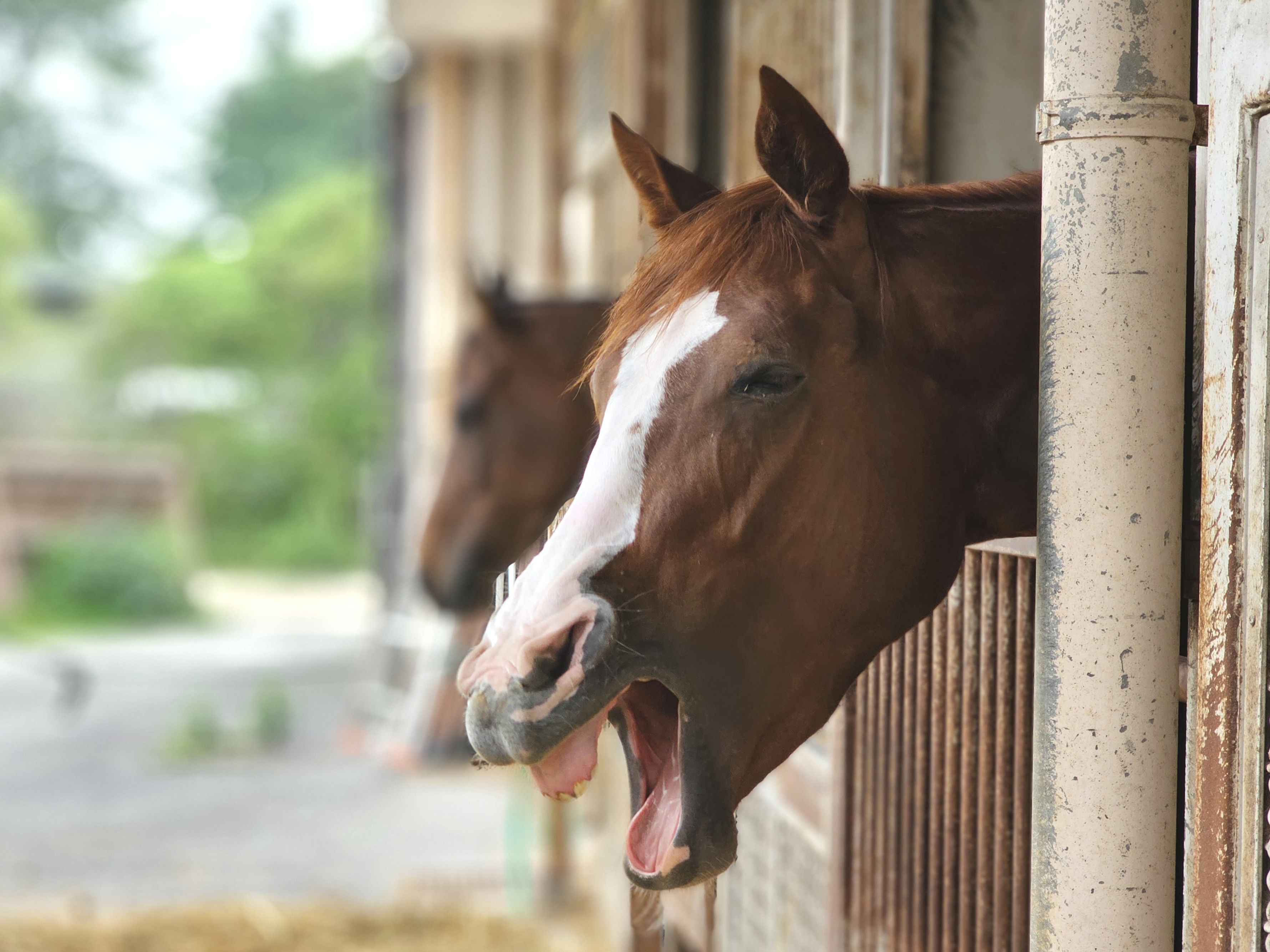うまのおやつの予約注文につきましての1枚目画像