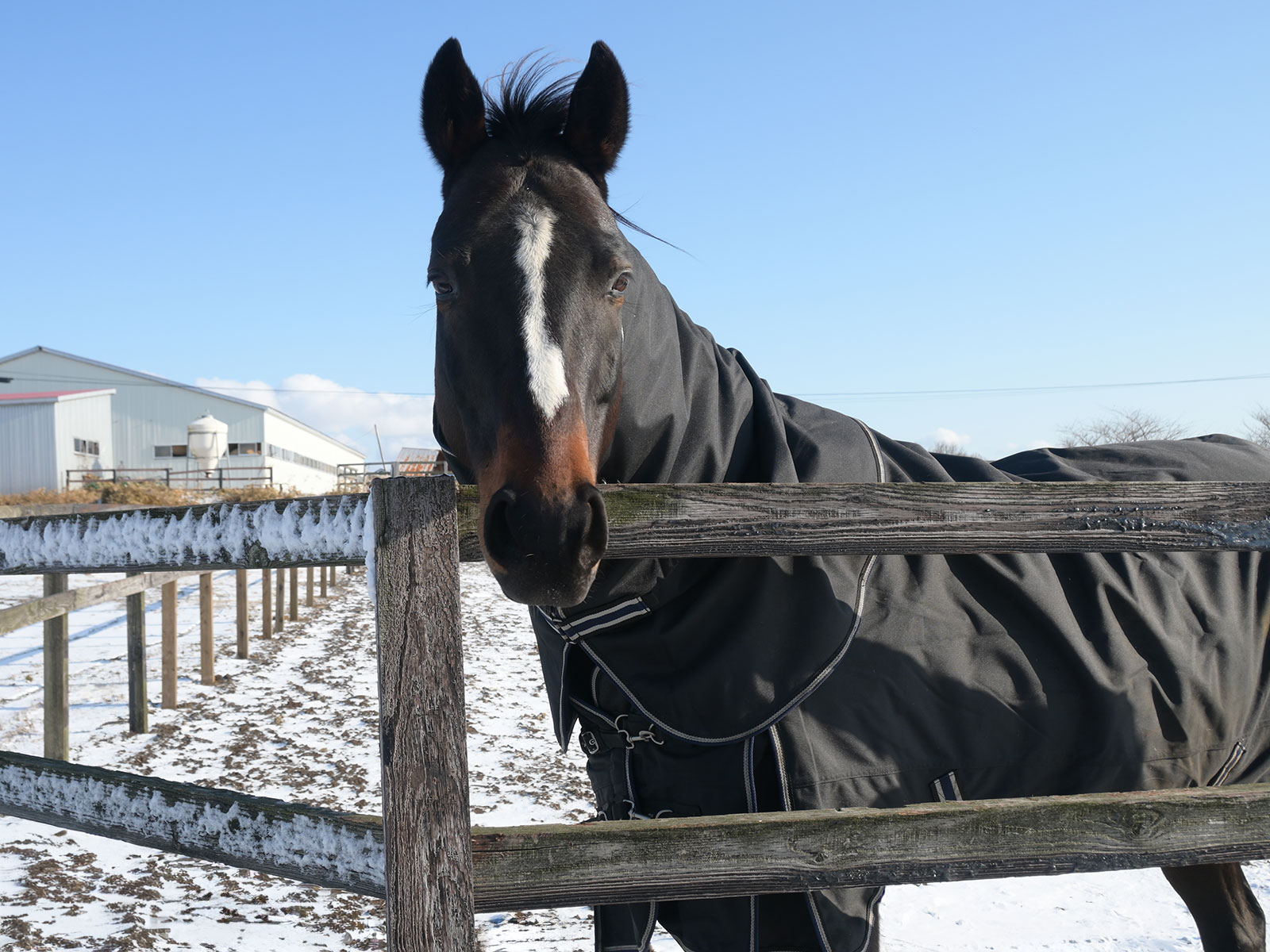 うまのおやつの予約注文につきましての4枚目画像