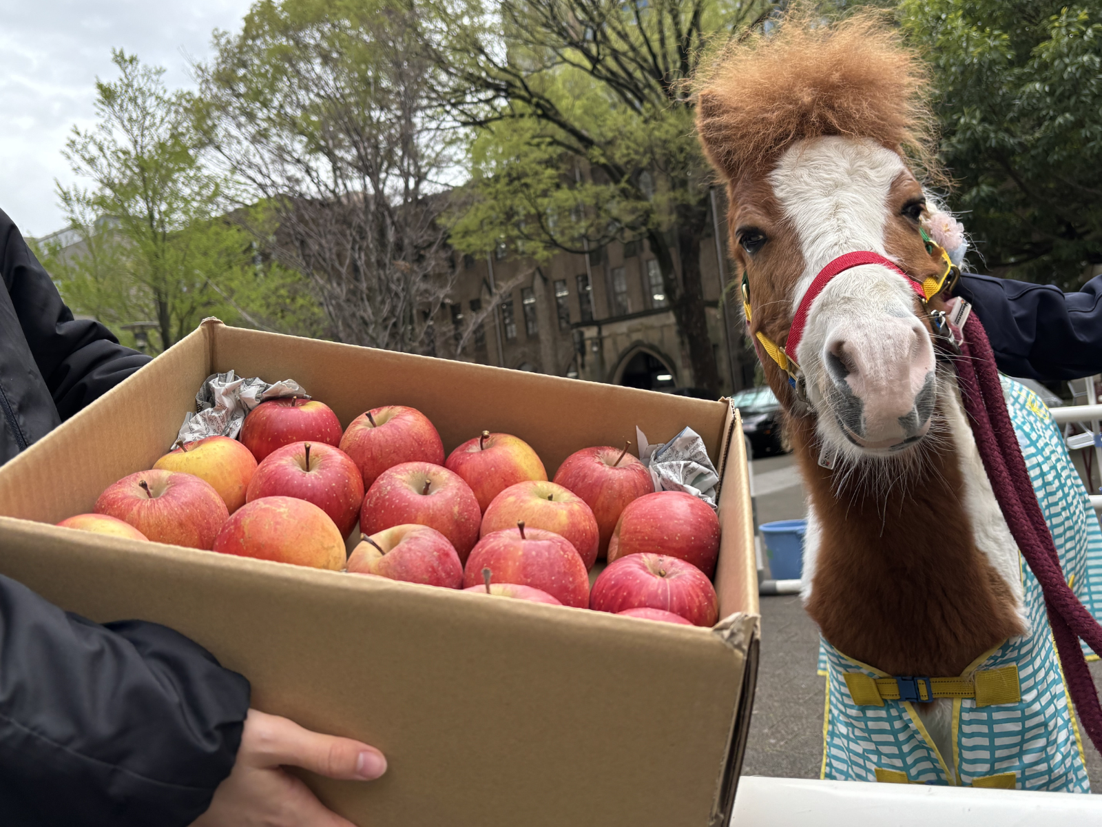 うまのおやつの予約注文につきましての5枚目画像
