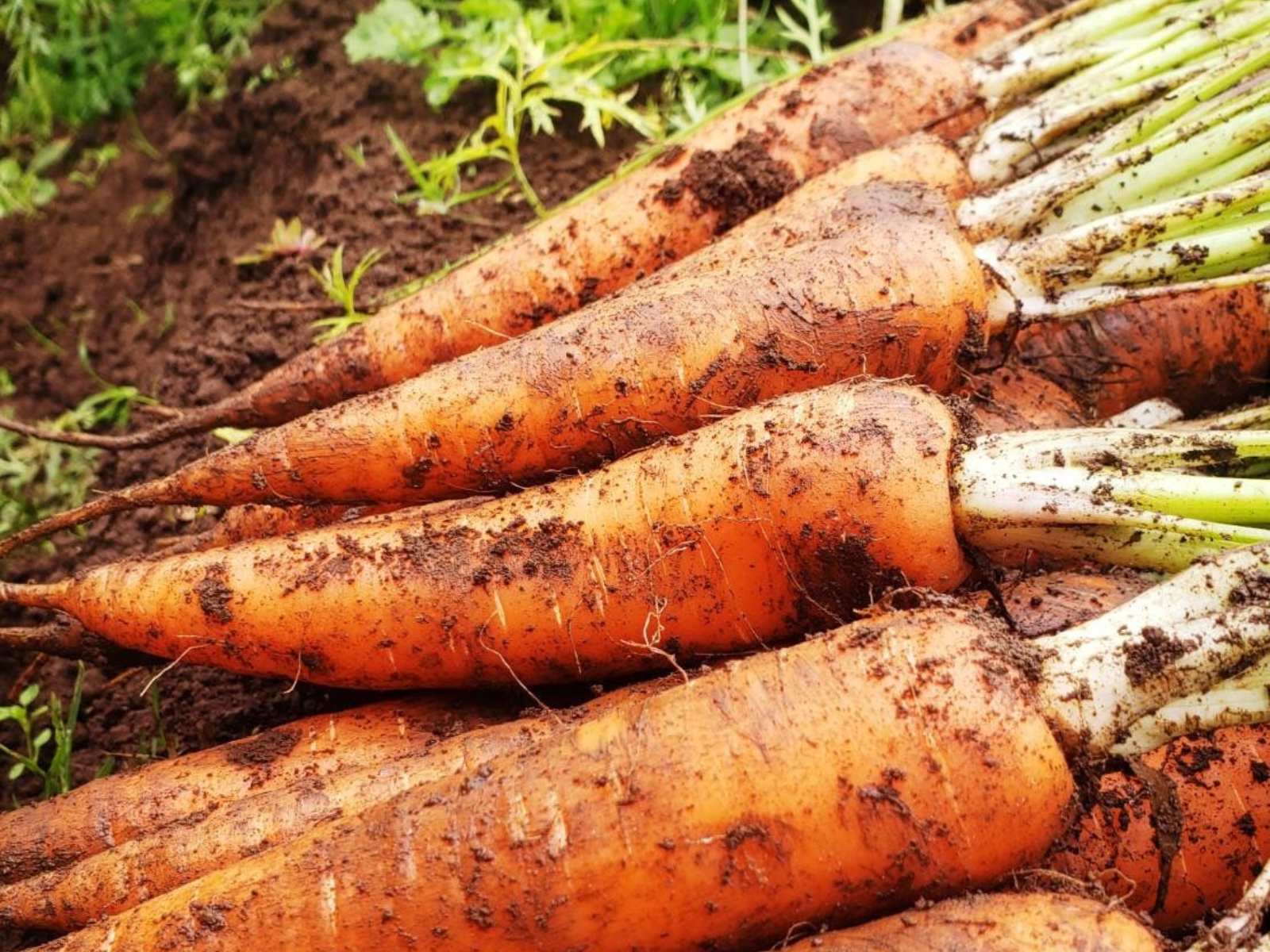 有限会社ゆうふぁーむ様がうまぷれ。に参加されましたの2枚目画像