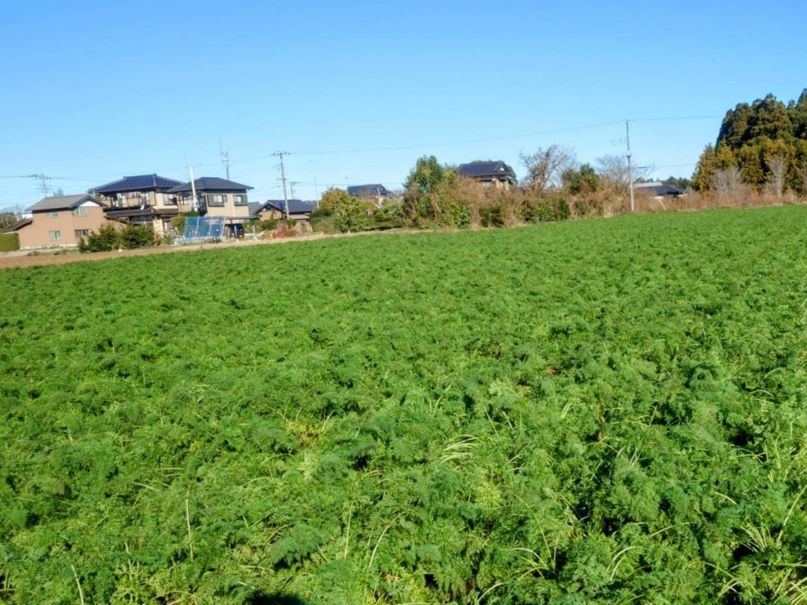 有限会社ゆうふぁーむ様がうまぷれ。に参加されましたの3枚目画像