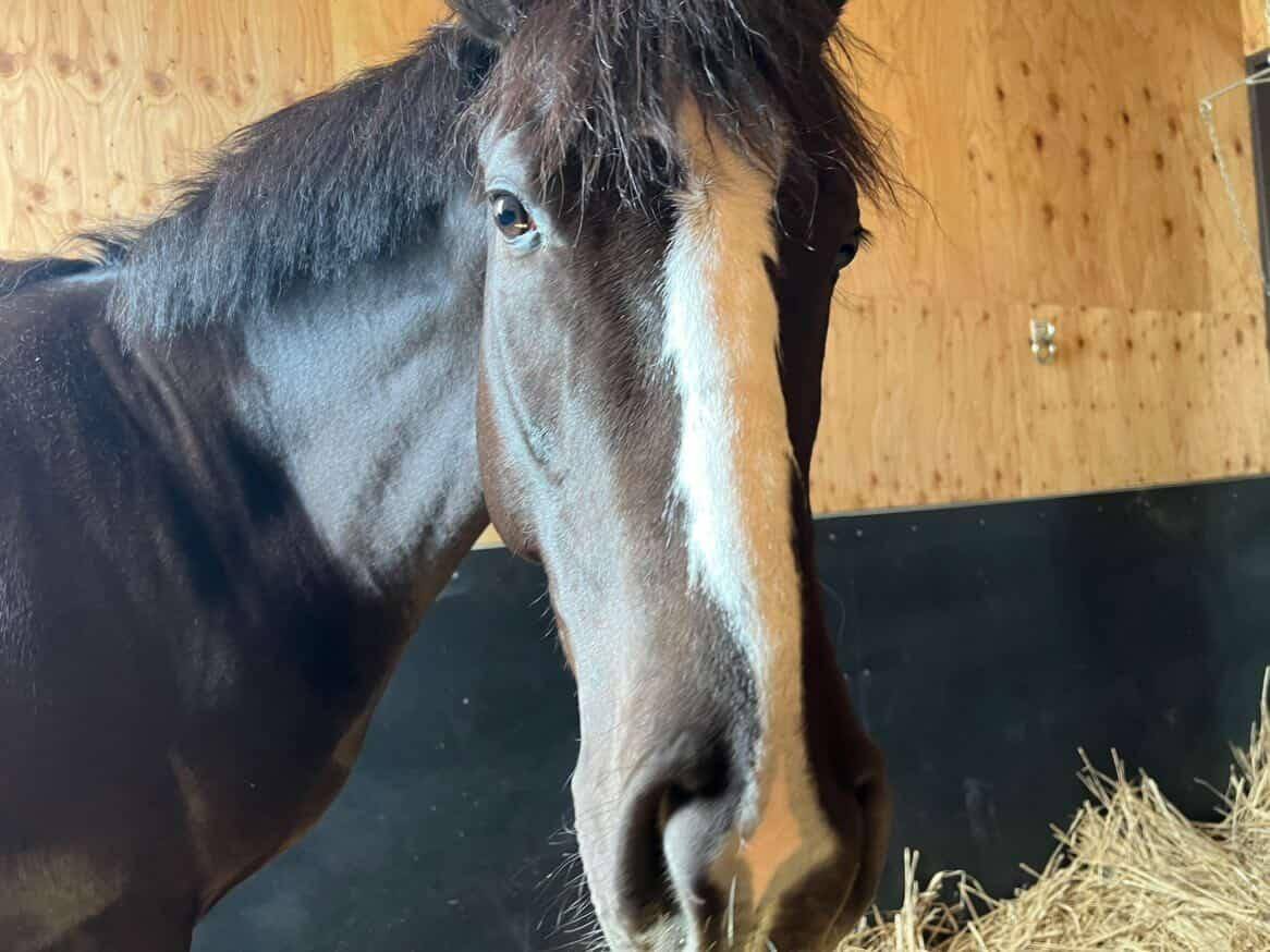 ラモンパンサーがうまぷれ。に参加しましたの1枚目画像