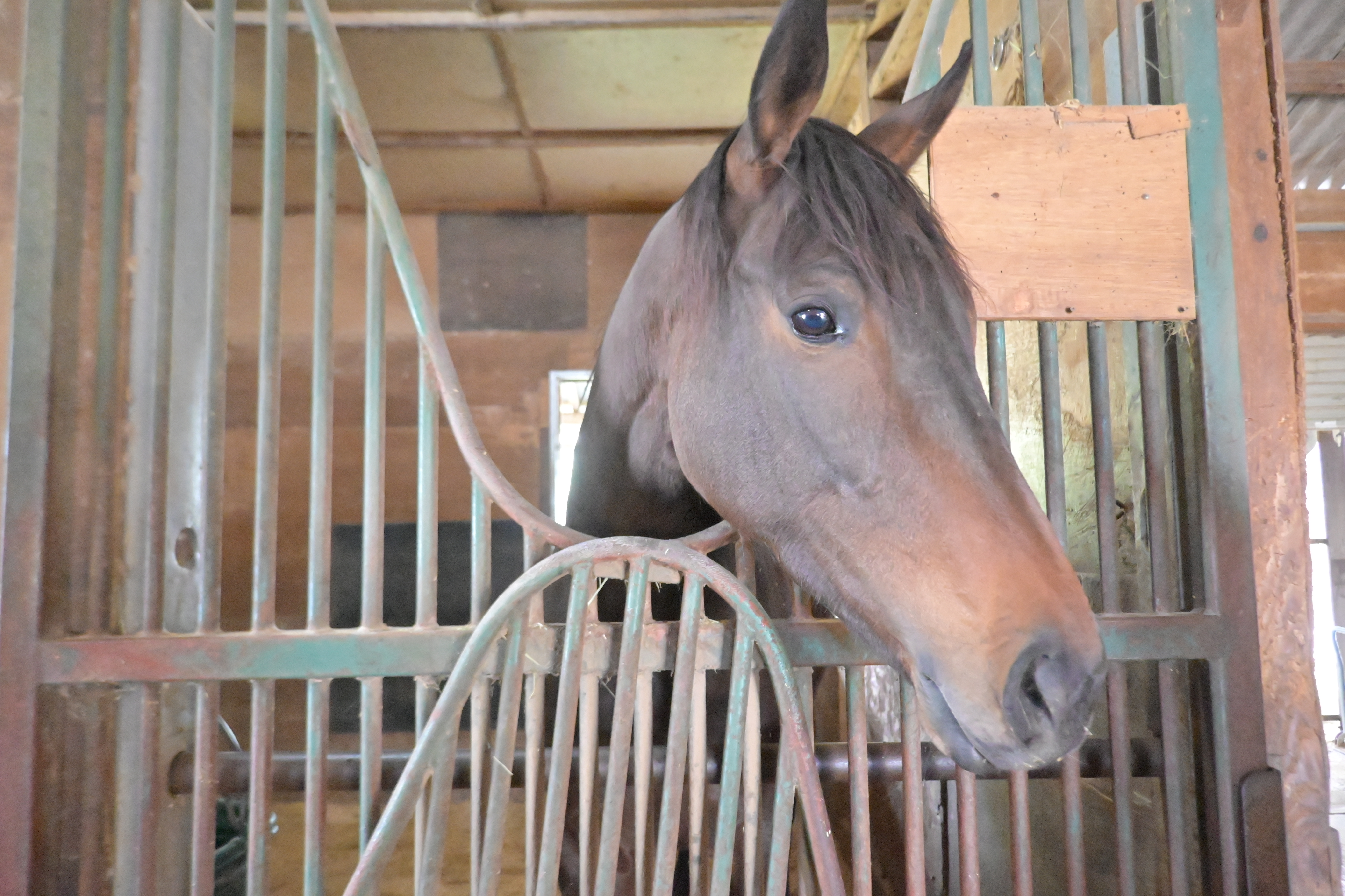 RYOMAステーブル 新たに15頭のお馬さんが参加しましたの3枚目画像