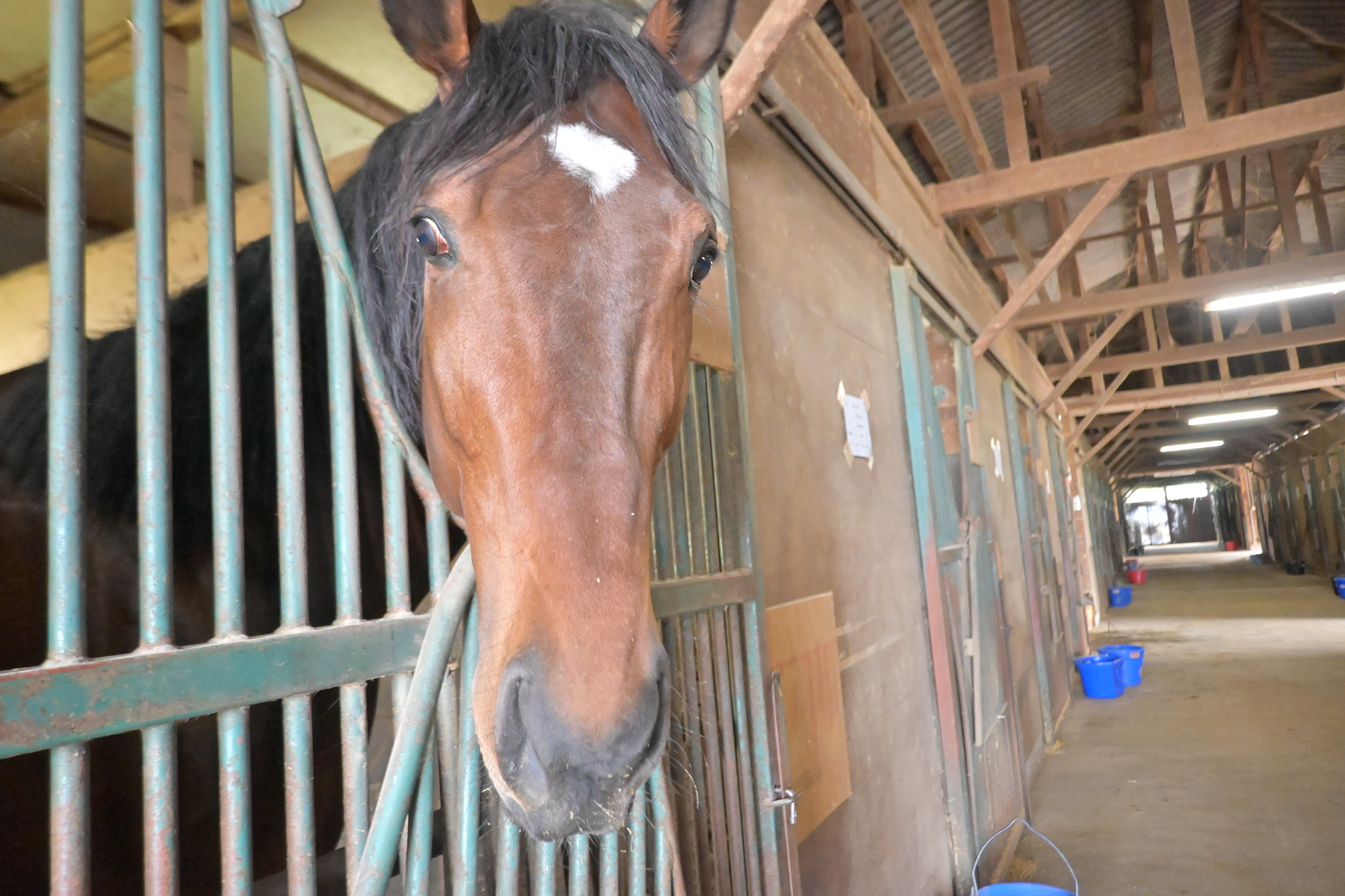 RYOMAステーブル 新たに15頭のお馬さんが参加しましたの5枚目画像