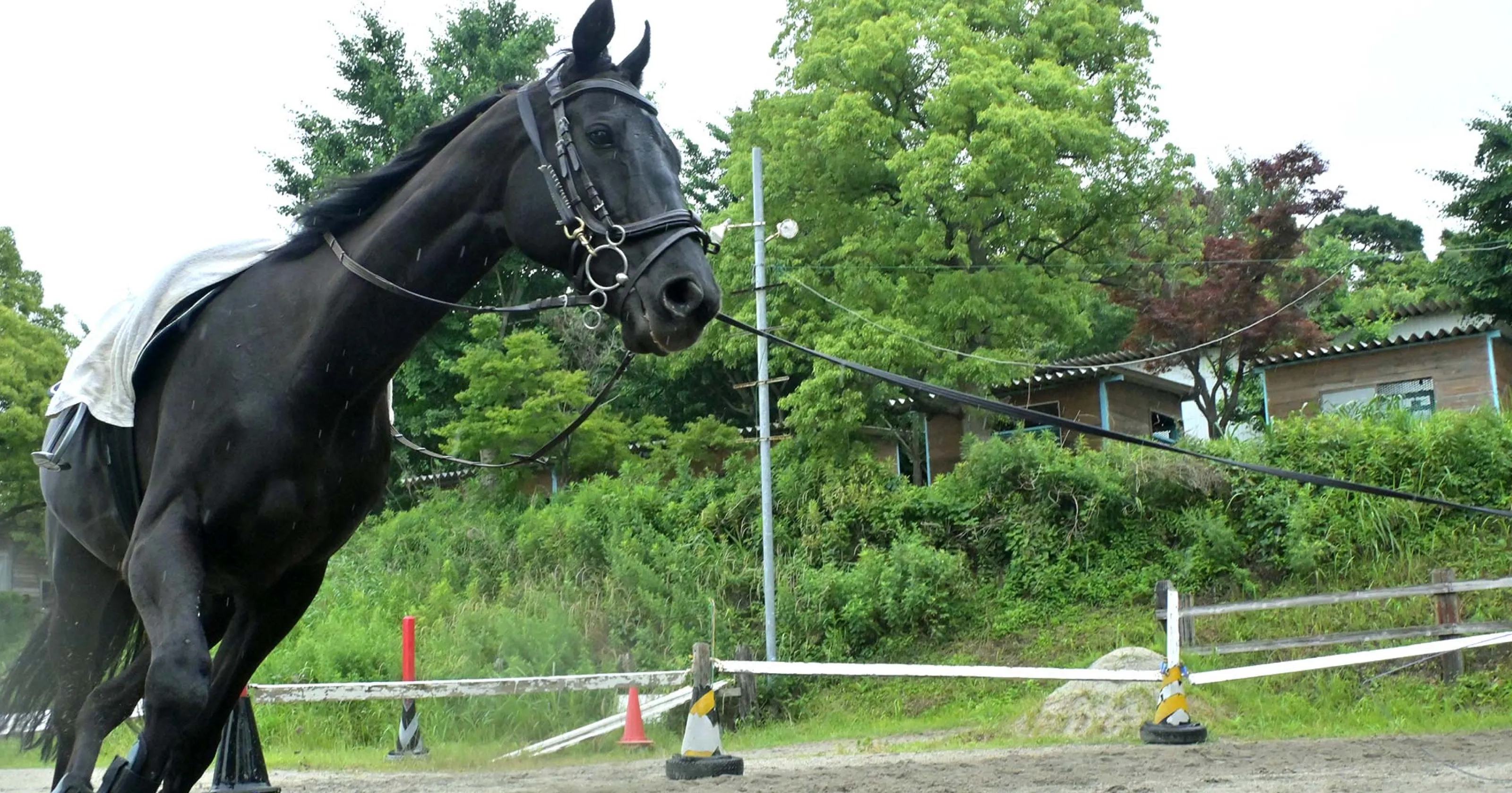 走る馬のイメージ