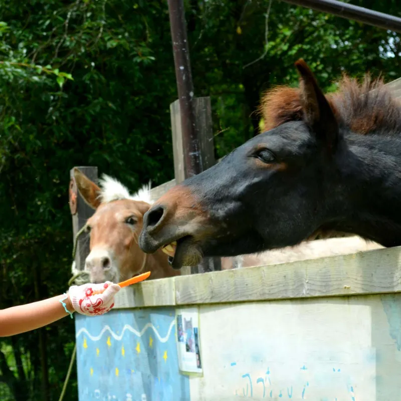 にんじんを食べる馬のイメージ