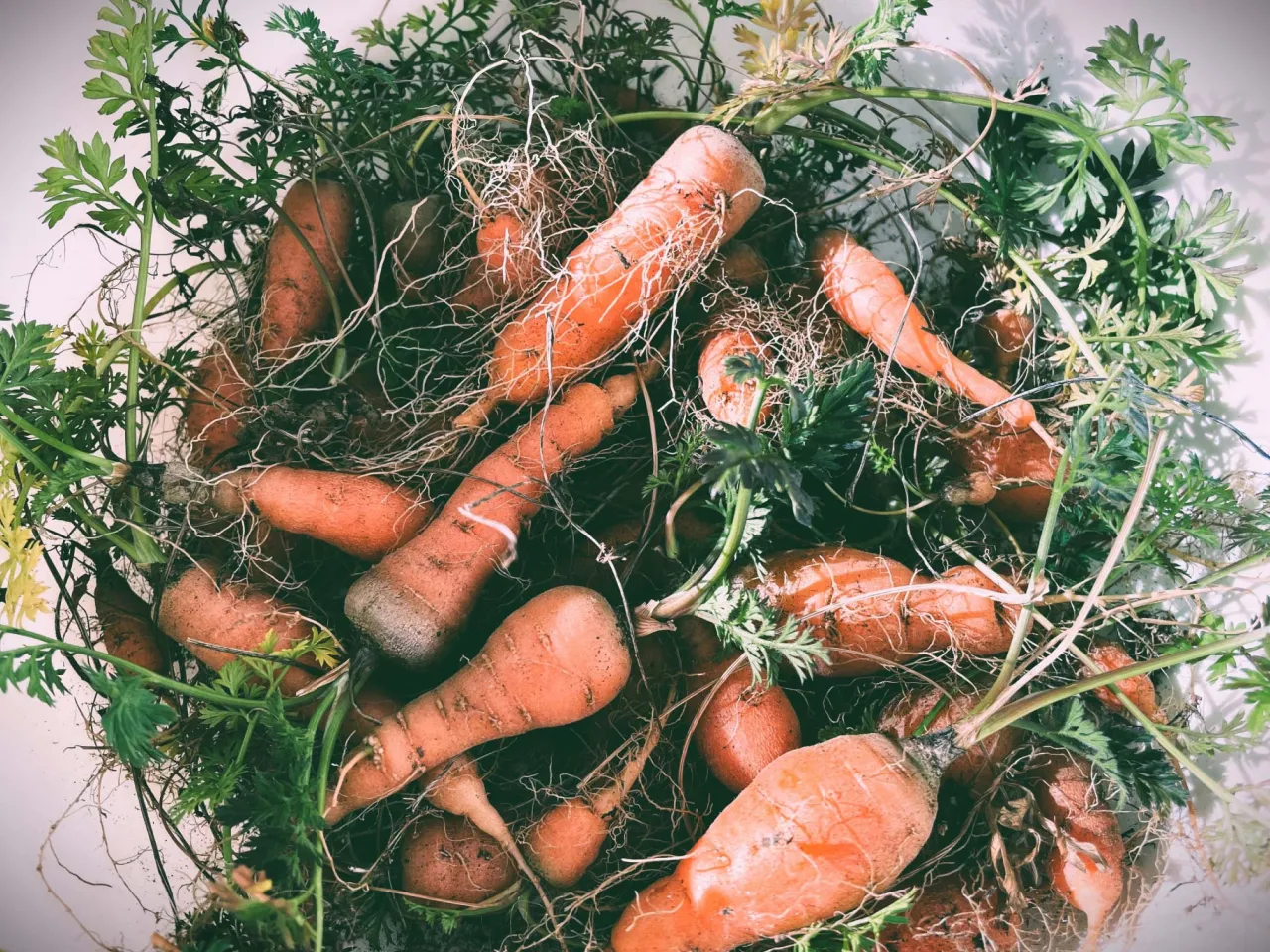 廃棄予定のにんじんのイメージ