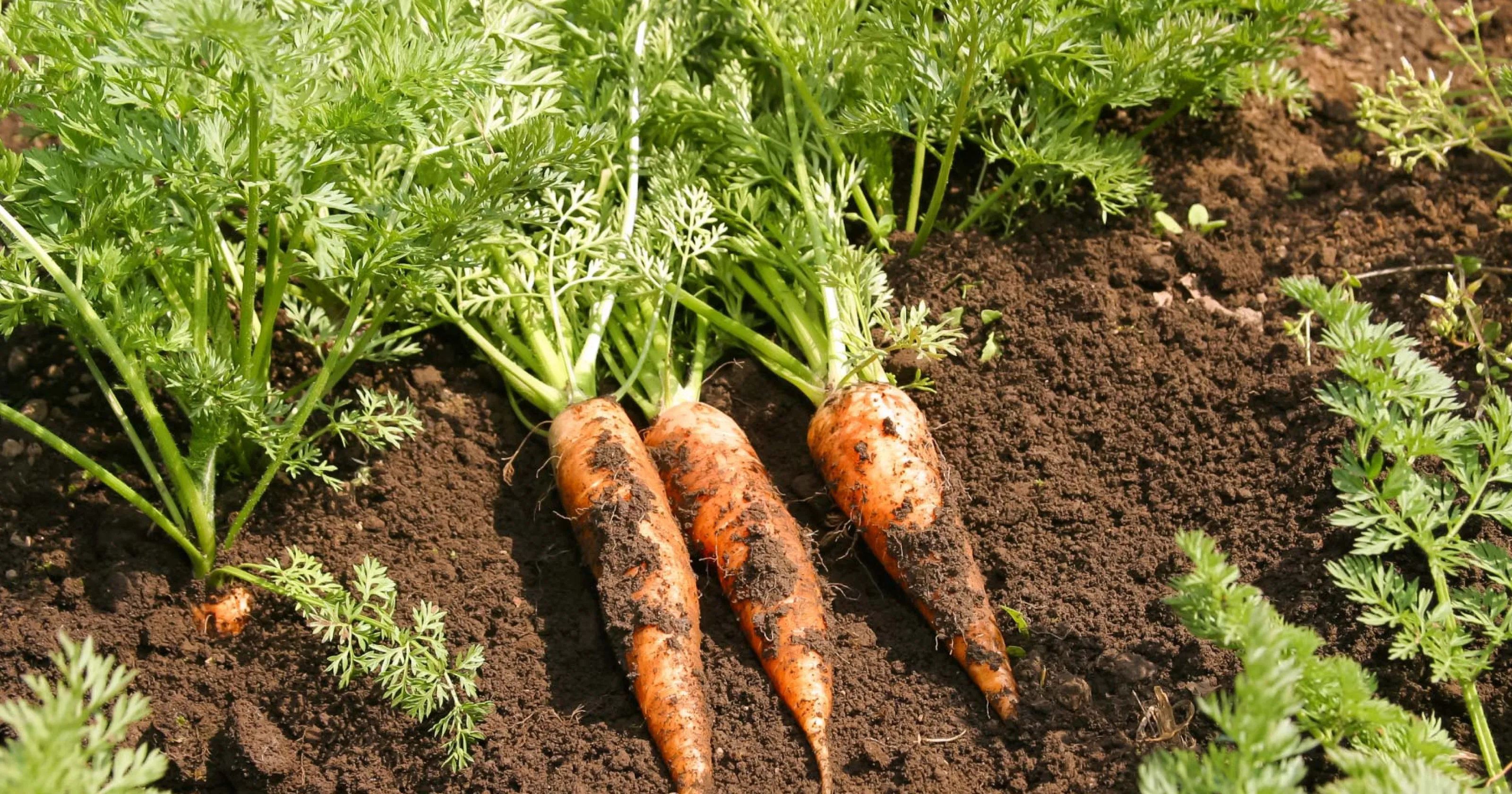 生産農家で採れたにんじんのイメージ