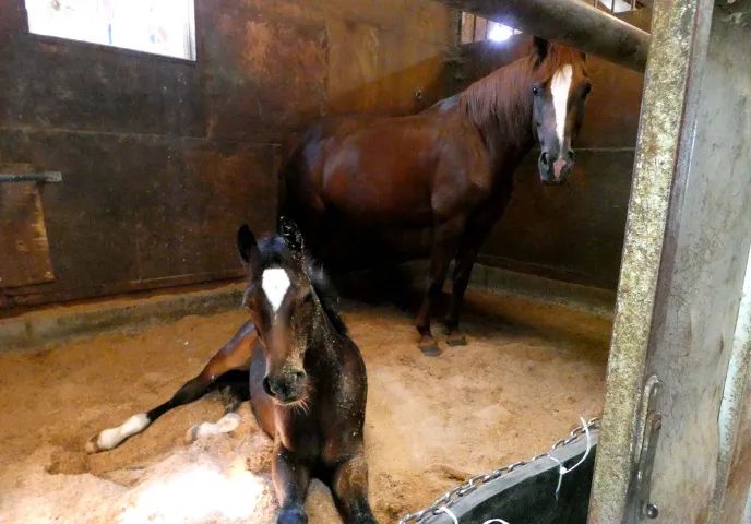 馬の親子のイメージ