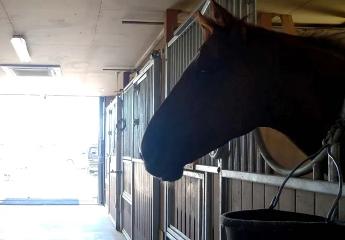 厩舎にいる馬のイメージ