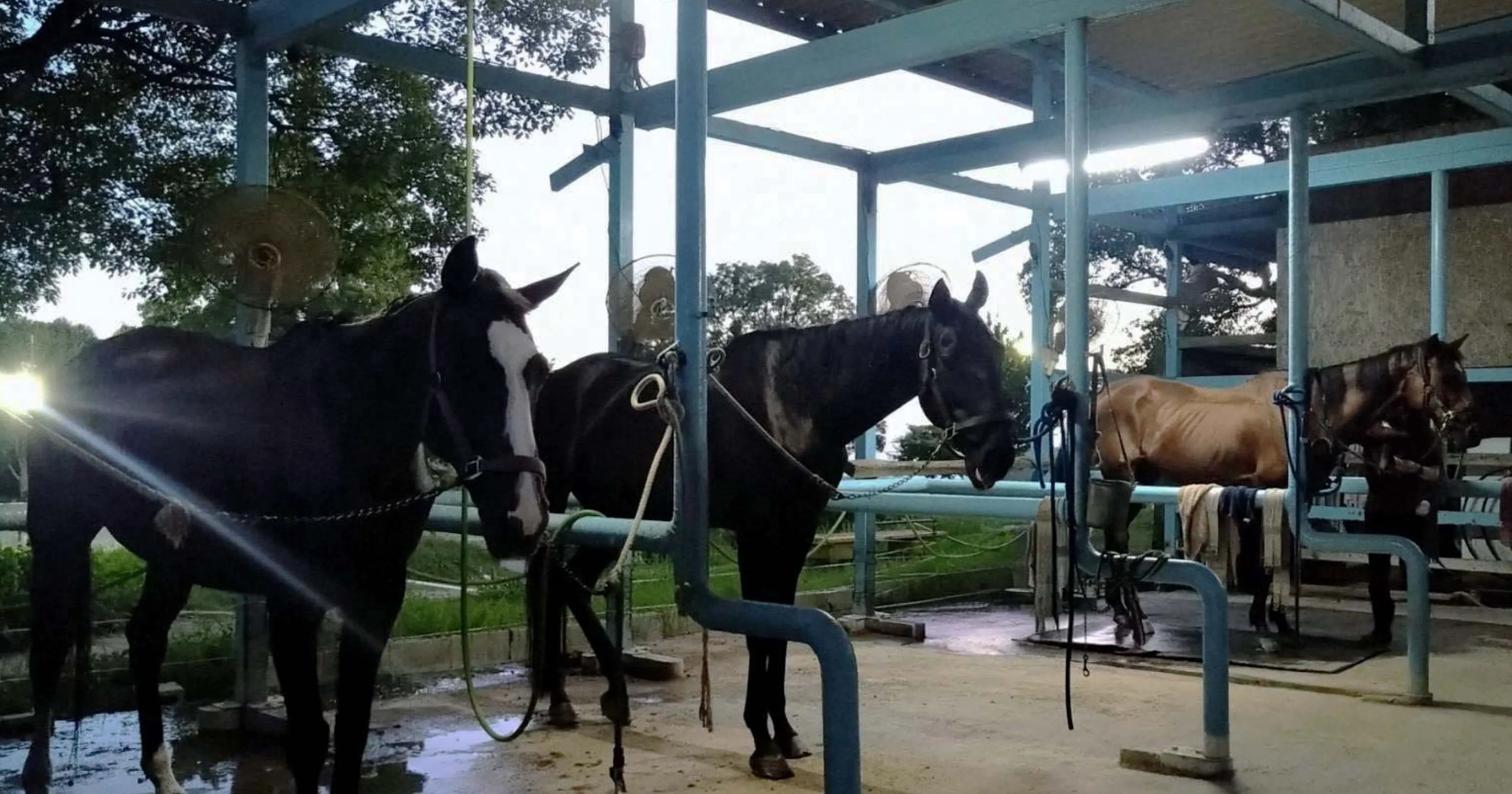 厩舎で馬が並ぶイメージ