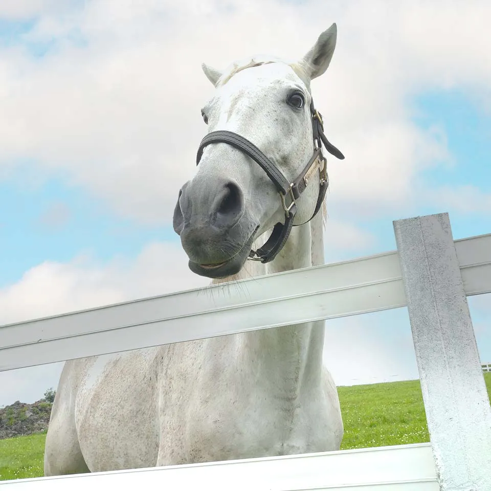 牧場の柵から顔を出す白馬の写真