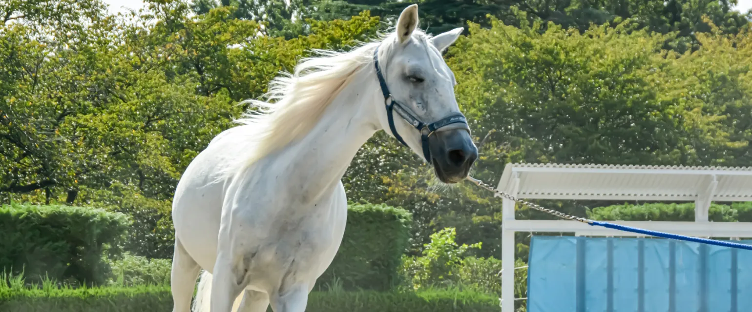 現役馬のイメージ