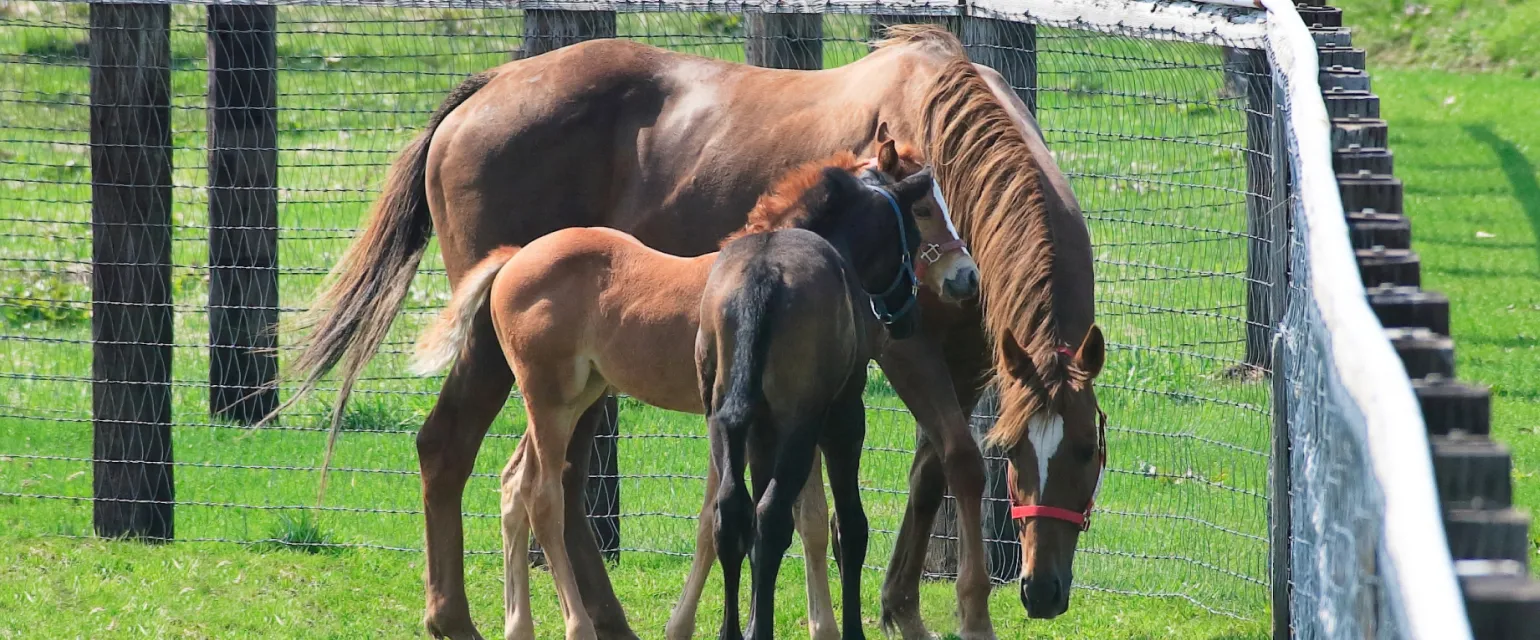 引退馬のイメージ