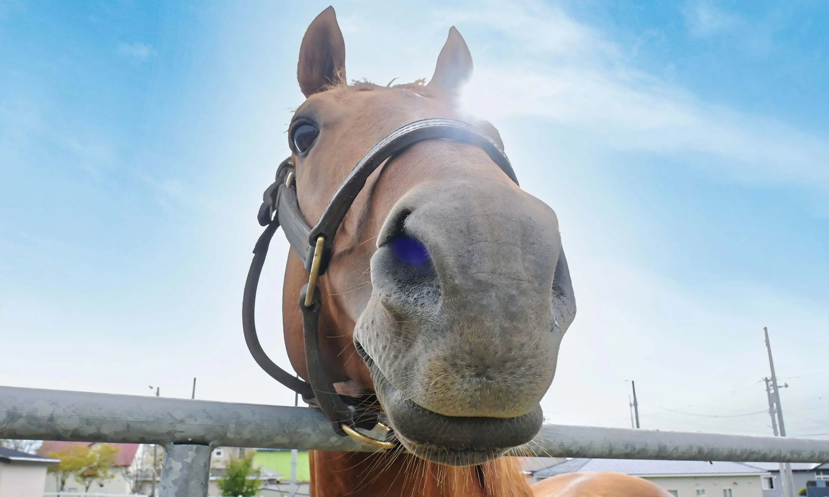 「うまぷれ。」現役馬・引退馬応援サイト／柵から顔を出す馬