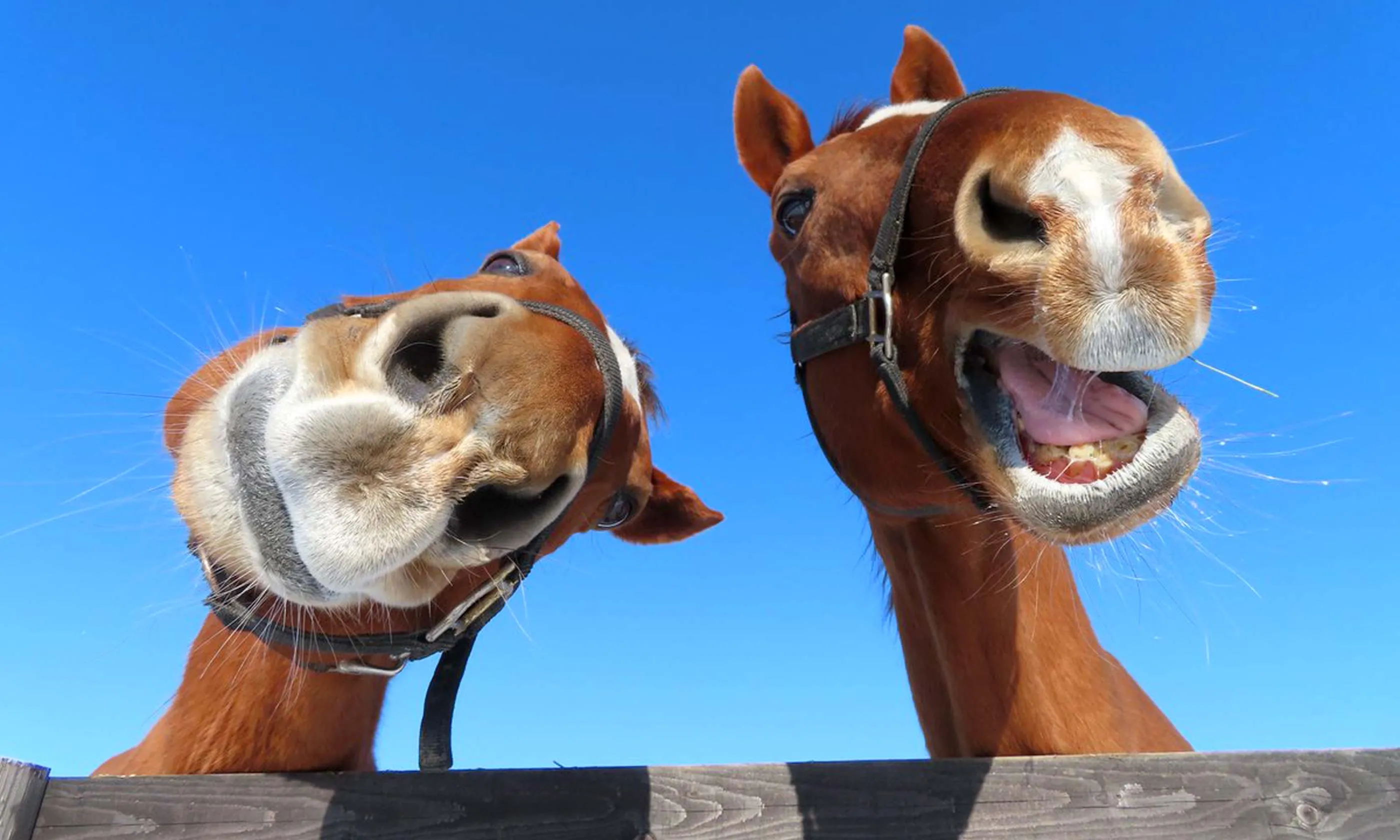 「うまぷれ。」現役馬・引退馬応援サイト／2頭の馬